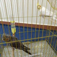 یک جفت عروس هلندی نروماده