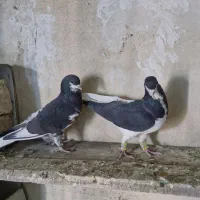 شهری|پرنده|شیراز, گویم|دیوار