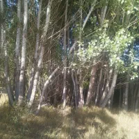 بار از اراک به اصفهان شوشتر