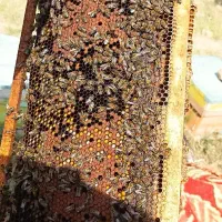 فروش کندوی زنبور عسل