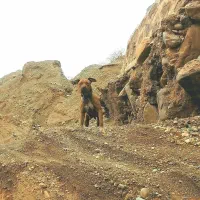 باسلام یک عدد پیت پول ماده