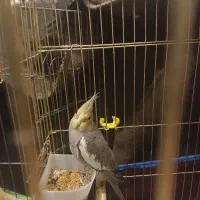 عروس هلندی سینامون  دونه ۷۰۰|پرنده|پاکدشت, شهرک امام رضا|دیوار