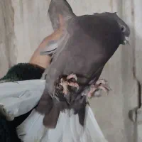 کبوتر|پرنده|شیراز, زیباشهر|دیوار