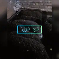 بره قزل