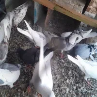 یک کبوتر ابلغ با گلدار گم شده|پرنده|شال, |دیوار