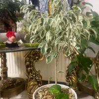 گل های شاد و خوشگل|گل و گیاه طبیعی|قم, سالاریه|دیوار