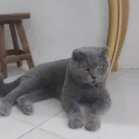 گربه اسکاتیش بلو