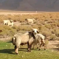 قوچ شیرازی و محلی|حیوانات مزرعه|بافت, |دیوار