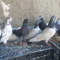 حراج ۱۴ عدد تهرانی