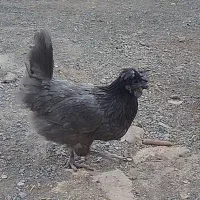 مرغ و خروس و نیمچه نژاد