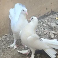 دو عدد کبوتر تزئینی پرپا دم چتری زیبا|پرنده|قم, پردیسان|دیوار