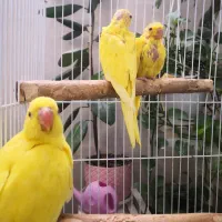 گرینچیک کاسکو راهب ملنگو