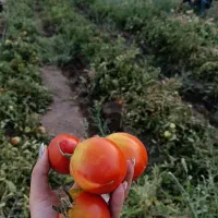 رب گوجه فرنگی ارگانیک باغی