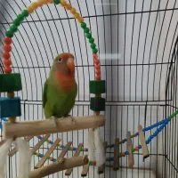 کوتوله بریزیلی|پرنده|مشهد, کشف|دیوار