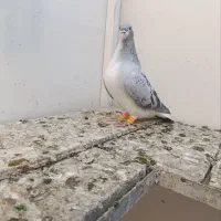 ساده مگسی و پاکستانی شکلاتی