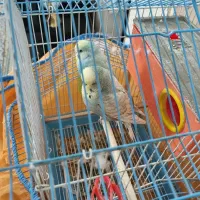 مرغ عشق انگلیسی|پرنده|خمینی‌شهر, |دیوار