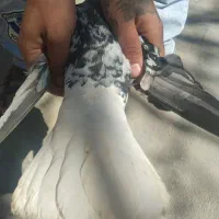 کبوتر معاوضه با سفید