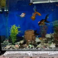 آکواریوم شیشه  خم علت کمبودجا با مقداری وسایل|ماهی|پاکدشت, پاکدشت (مامازند)|دیوار