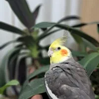 طوطی عروس هلندی