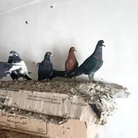 نرسوراخ