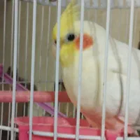 عروس هلندی|پرنده|زاهدان, |دیوار