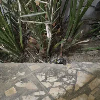 دمیت برحی|گل و گیاه طبیعی|بندر دیر, |دیوار