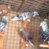 ۸تاکبوترسروردمسفیدبی شمعک پاک دم پرنده ۲۰