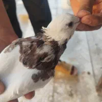 دسته کبوتر بهبونی پرشی