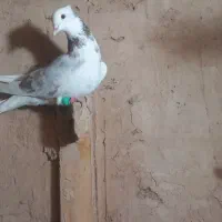 دوتا کفتر هوایی|پرنده|اسفراین, |دیوار