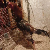 لاری هندی|حیوانات مزرعه|تهران, دانشگاه شریف|دیوار