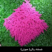 انواع گرینوال|گل مصنوعی|بهبهان, |دیوار