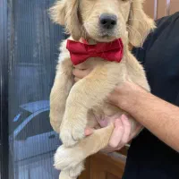 توله گلدن|سگ|رشت, پستک|دیوار