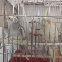 عروس هلندی دستی