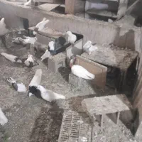 جیقنه کبوتر