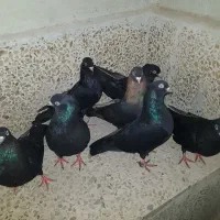۷ تا کبوتر سیاه