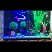 اکواریوم شرکتی