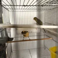 فروشی|پرنده|اندیشه, اندیشه فاز ۱|دیوار