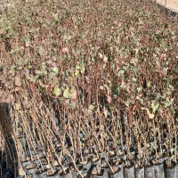 فروش نهال پسته ممتاز در گرگاب|خدمات باغبانی و درختکاری|شاهین‌شهر, گرگاب|دیوار