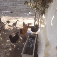 تعدادی ۸ عدد قاز ومرغ خروس برهما مرغ گلین
