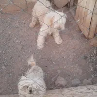 سگ خانگی|سگ|خمین, |دیوار