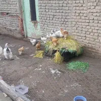 جوجه برهما غول پیکر