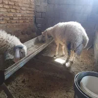 بره نر