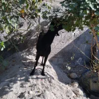 بز اعدانی دو رگ|حیوانات مزرعه|وحدتیه, |دیوار