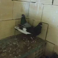 ۱۲عدد کیوتر توقی پرشی دوبر اصل به فروش|پرنده|آستارا, |دیوار