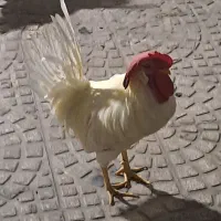 خروس جوان