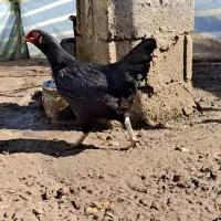 مرغ محلی تخم‌گذار