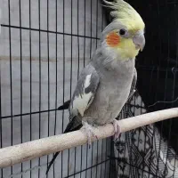 عروس هلندی نر|پرنده|قم, آذر (نکویی)|دیوار