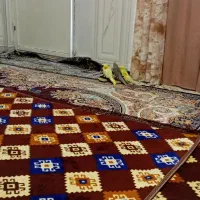 فروش عروس هلندی|پرنده|سیرجان, |دیوار