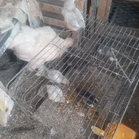 مرغ و خروس و جوجه گلین