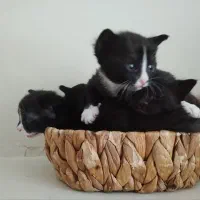 گربه عروسک گربه|گربه|همدان, |دیوار